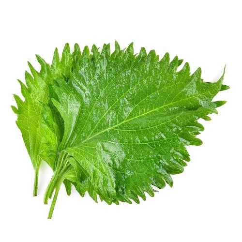 Shisho green Leaves 15pcs Netherlands